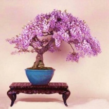 紫藤花苗四季开花室内花卉盆栽绿植物庭院阳台爬