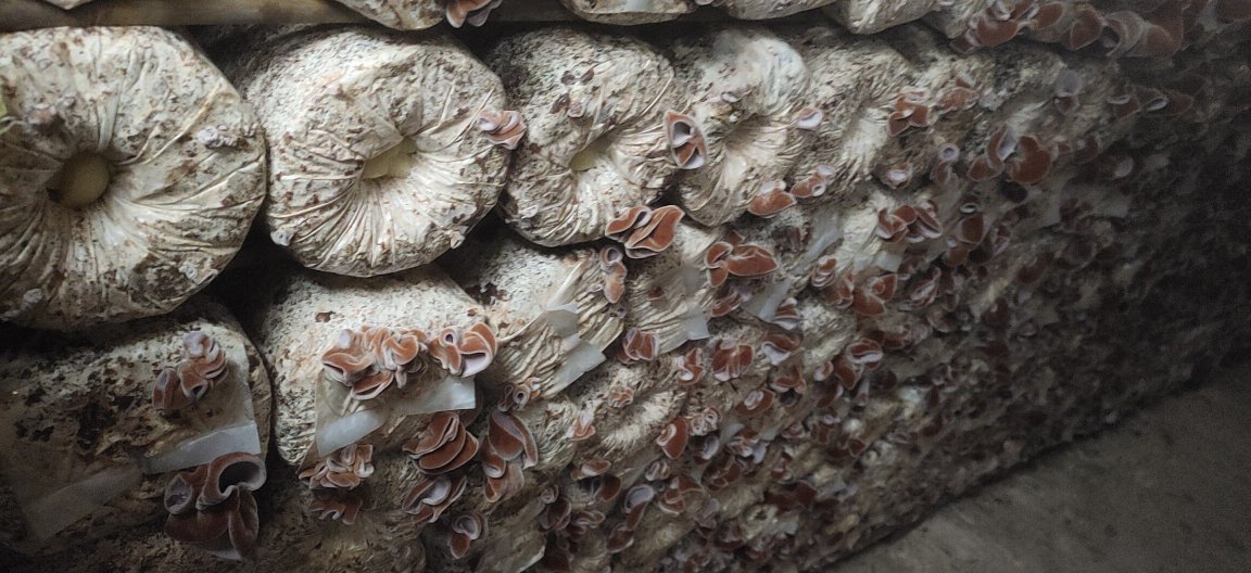 毛木耳栽培菌种展示