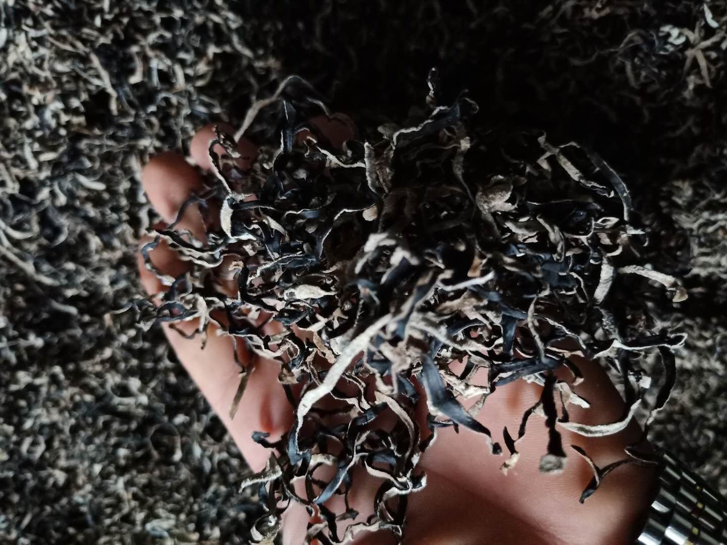 生活化场景摄影:专业厨房环境,焦点清晰呈现沸水焯烫毛木耳过程,电子秤特写显示‘3.0g’干品重量,白醋瓶标签可见,无其他高钾食材入镜 血透患者厨房场景:不锈钢锅中沸腾清水焯烫毛木耳,木耳呈半透明褐色,厨师戴食品级手套正用漏勺捞起,旁边放白醋瓶和电子秤(显示3.0g)