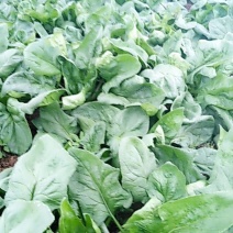 精品菠菜生产基地