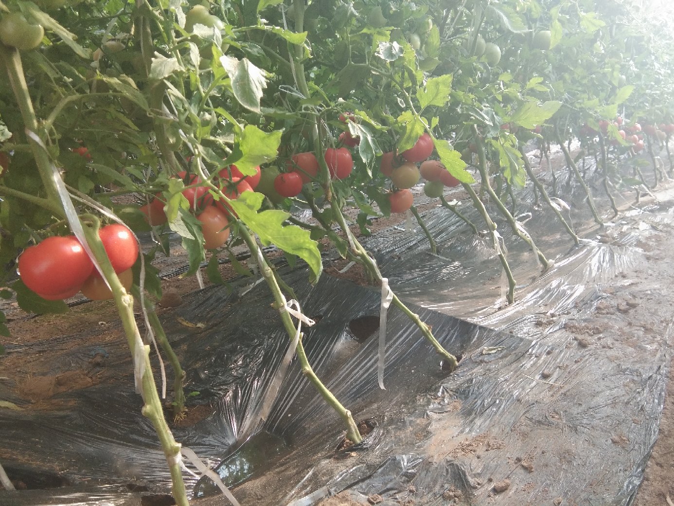 田间种植场景：整齐搭架栽培的普罗旺斯西红柿植株，藤蔓繁茂，挂满青红相间的果实，工人正进行人工疏果作业，阳光透过叶片形成斑驳光影