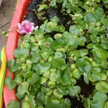 水葫芦水养水培绿植养乌龟鱼缸装饰