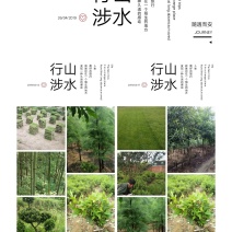 我，郴州市苏仙区清江花卉苗木草皮种植专业合作社大量出售各