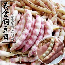 红黄金钩东北油豆角种子四季豆芸豆种子