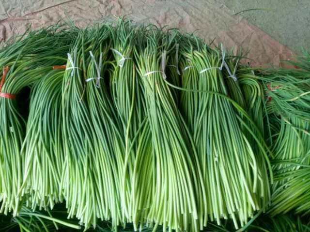 光学显微镜下40×放大图像:左侧为金乡蒜薹横切面,显示细胞排列紧密、维管束细小分散(12–14束)、薄壁细胞大而饱满;右侧为常规蒜薹对照,维管束粗大(18–22束)、木质化明显、细胞间隙不均。标尺500μm,染色为番红-固绿复染 金乡蒜薹与普通蒜薹横截面对比显微图