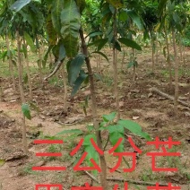 芒果苗芒果实生苗，可以嫁接各种芒果品种，园林绿化苗