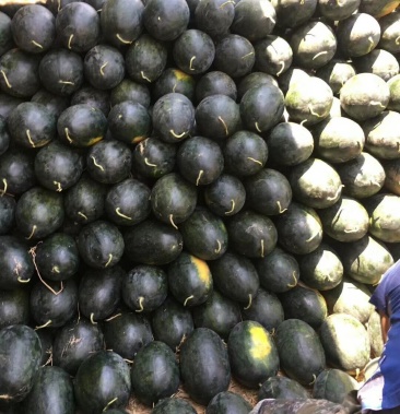 湖北省宜城市黑美人西瓜黑皮西瓜湖北精品西瓜大量上市