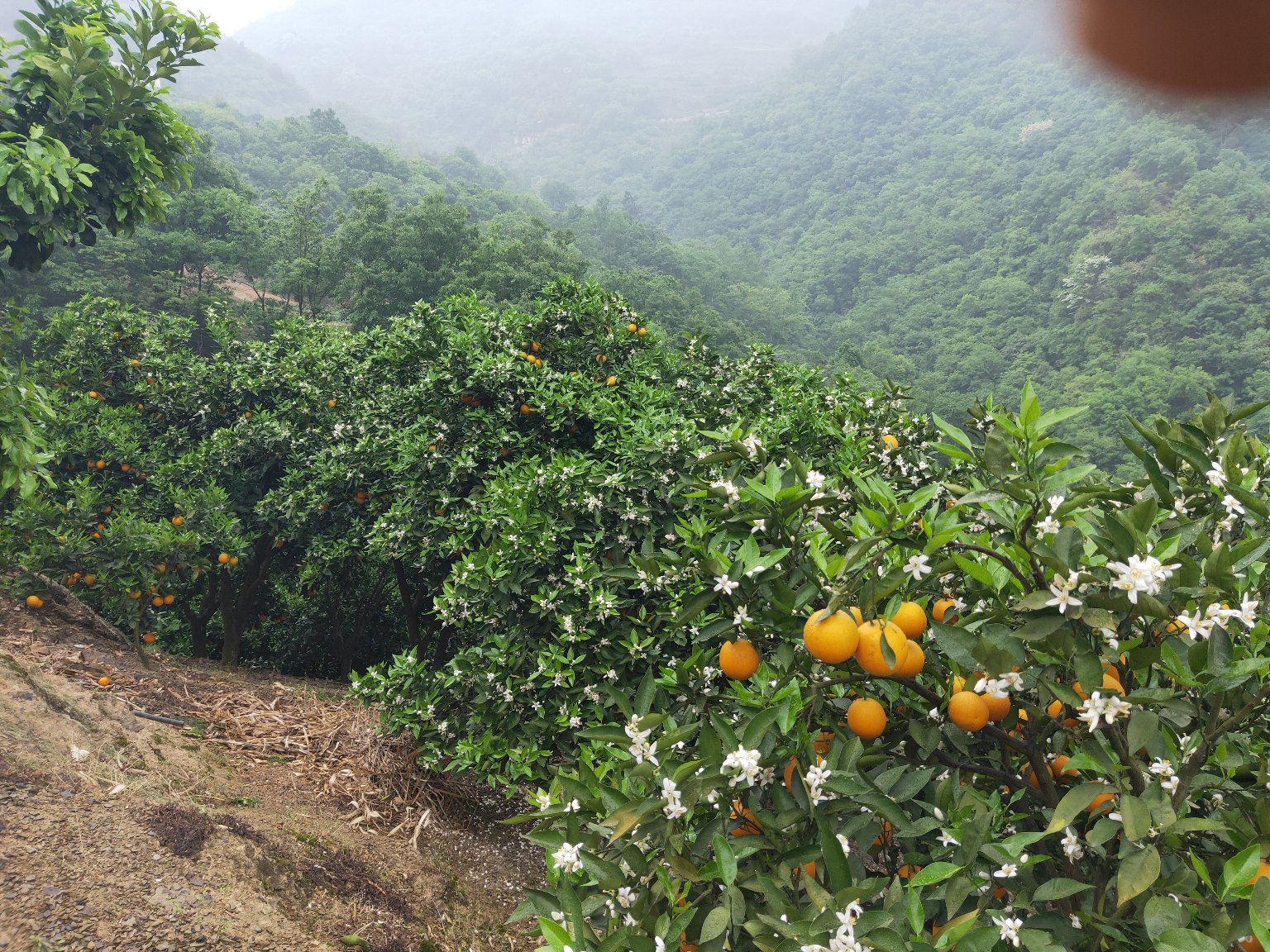 果园中成片开花的夏橙树全景