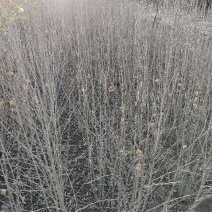 木槿：丛生木槿：丛生木槿