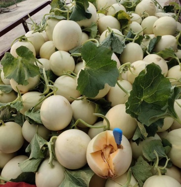 [甜瓜批发]甜瓜价格2.80元/斤 - 一亩田