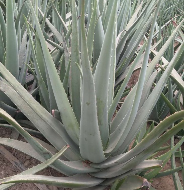 芦荟.美国库拉索芦荟,美容食用可以.基地直达.