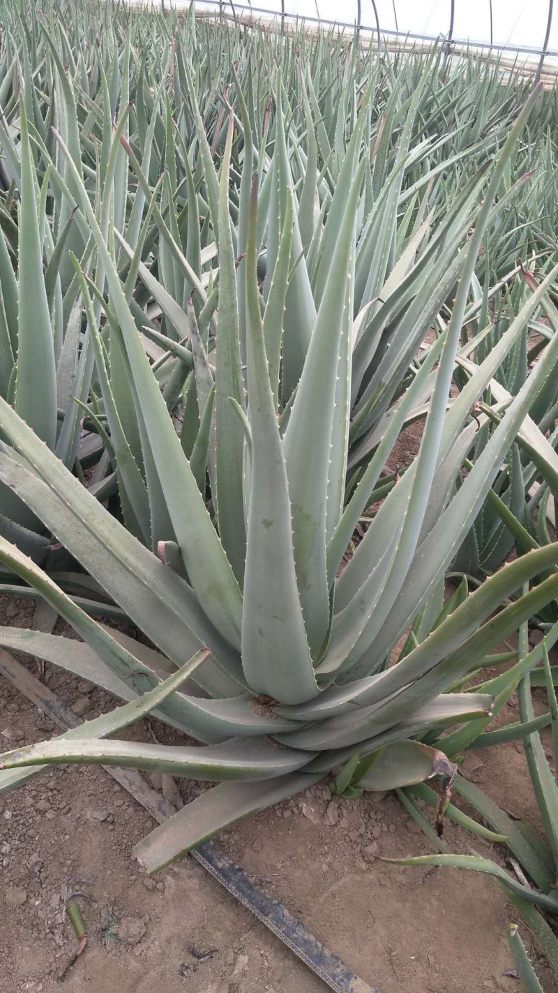 美国库拉索芦荟,美容食用可以.基地直达.