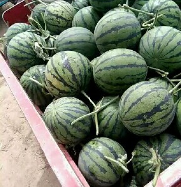 京欣吊瓜大漠吊瓜