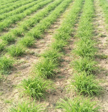 [黄花菜苗批发]优质黄花菜苗子价格0.12元/棵 - 一亩田