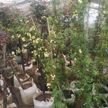 黄花木香红花木香基地种植大量供应欢迎考察参观