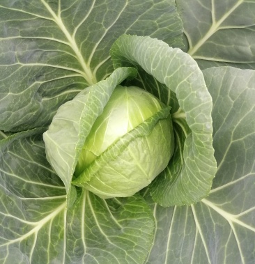 精品绿球三号甘蓝5月中旬大量上市2斤左右基地直供
