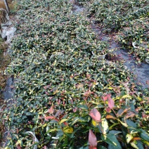 花叶落石，基地直销物美价廉，质量保证