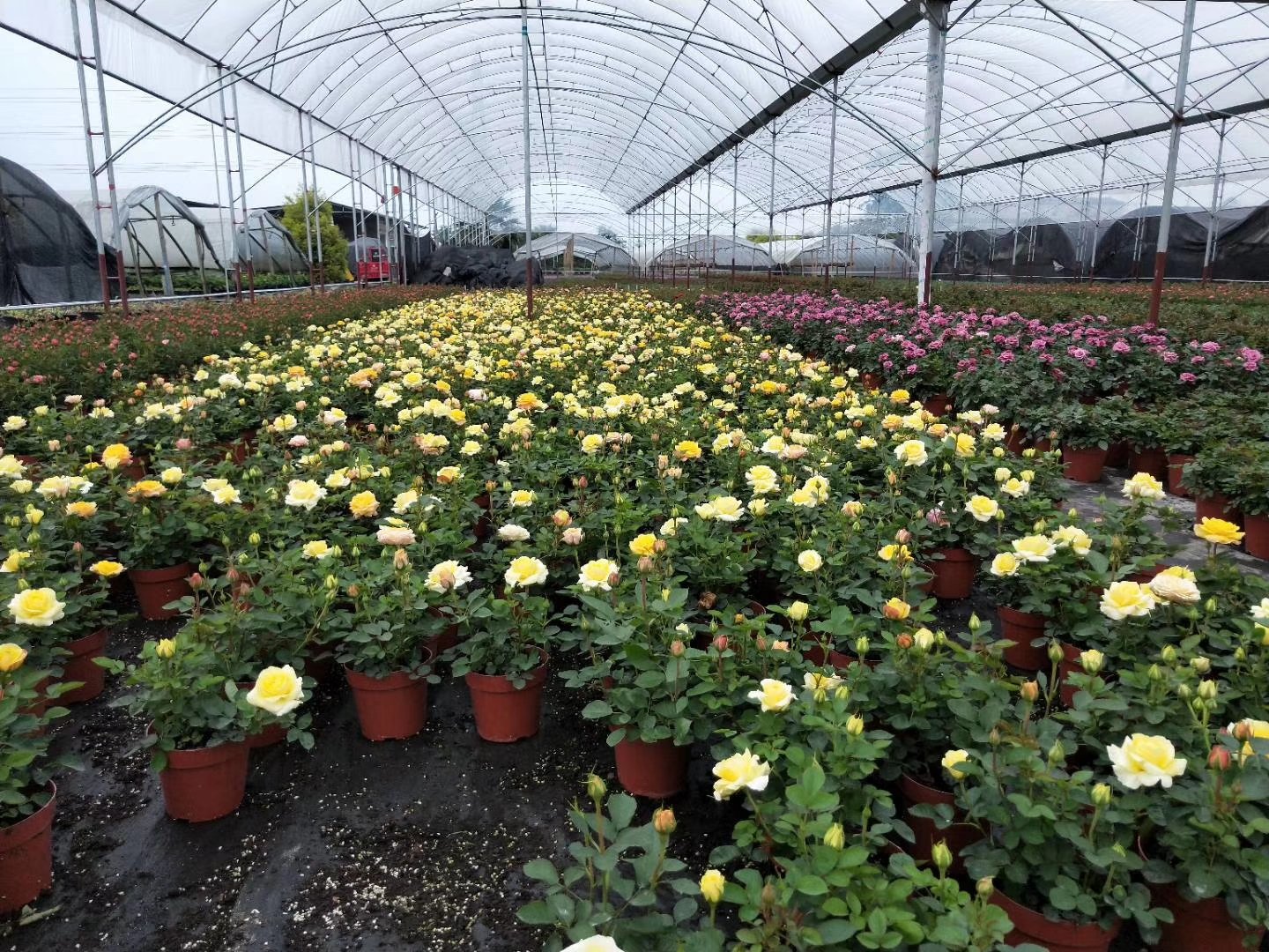 图片说明:展示四种适合盆栽的欧洲月季品种——‘Iceberg’(白色)、‘The Fairy’(粉红簇生)、‘Sweet Dream’(杏粉)和‘Red Sunblaze’(鲜红),每株均生长在标准30cm口径陶盆中,背景为温室栽培环境,标签标注品种名称与高度 欧洲月季常见盆栽品种对比图