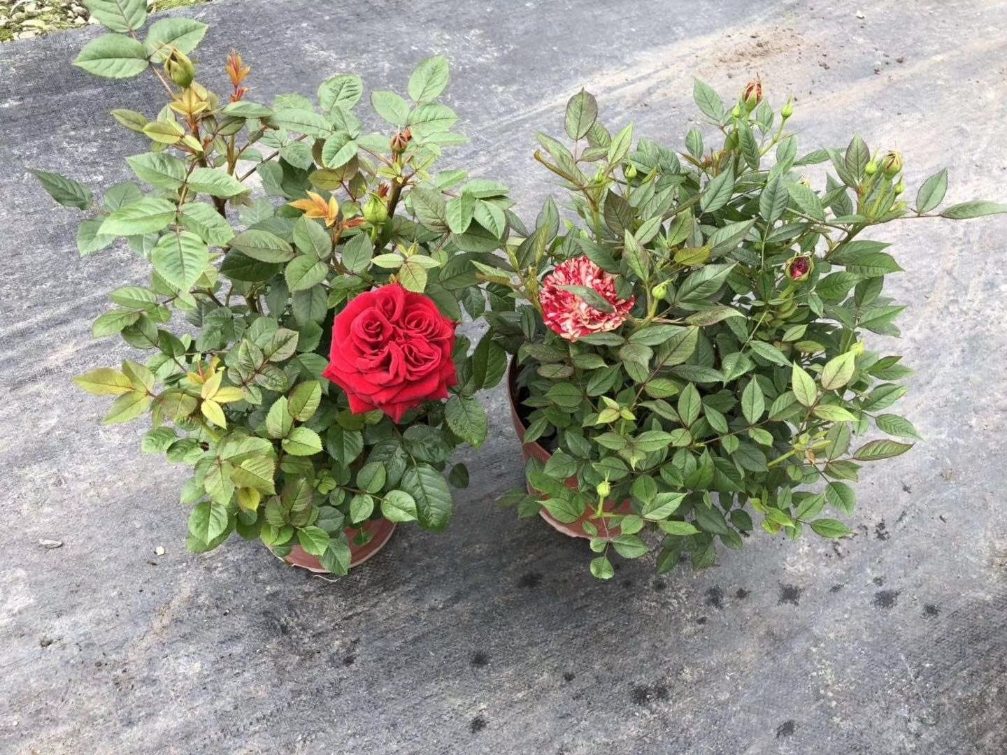 欧洲月季品种对比图