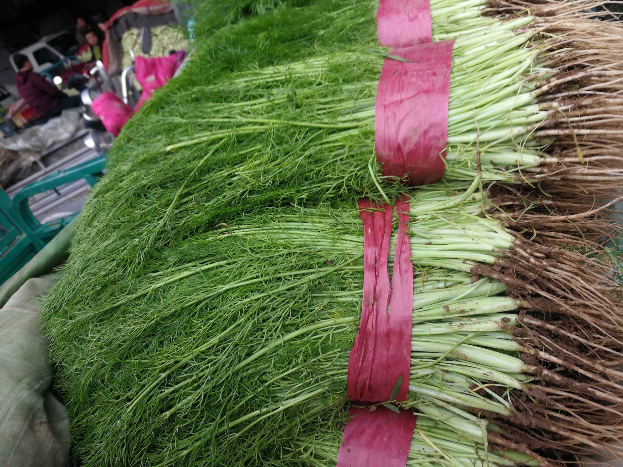 茼蒿整株展示图