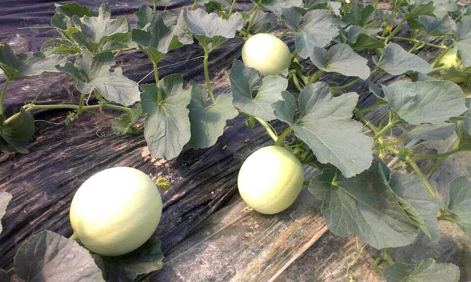 海南玉菇甜瓜成熟果园实景