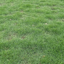 草皮台湾草皮