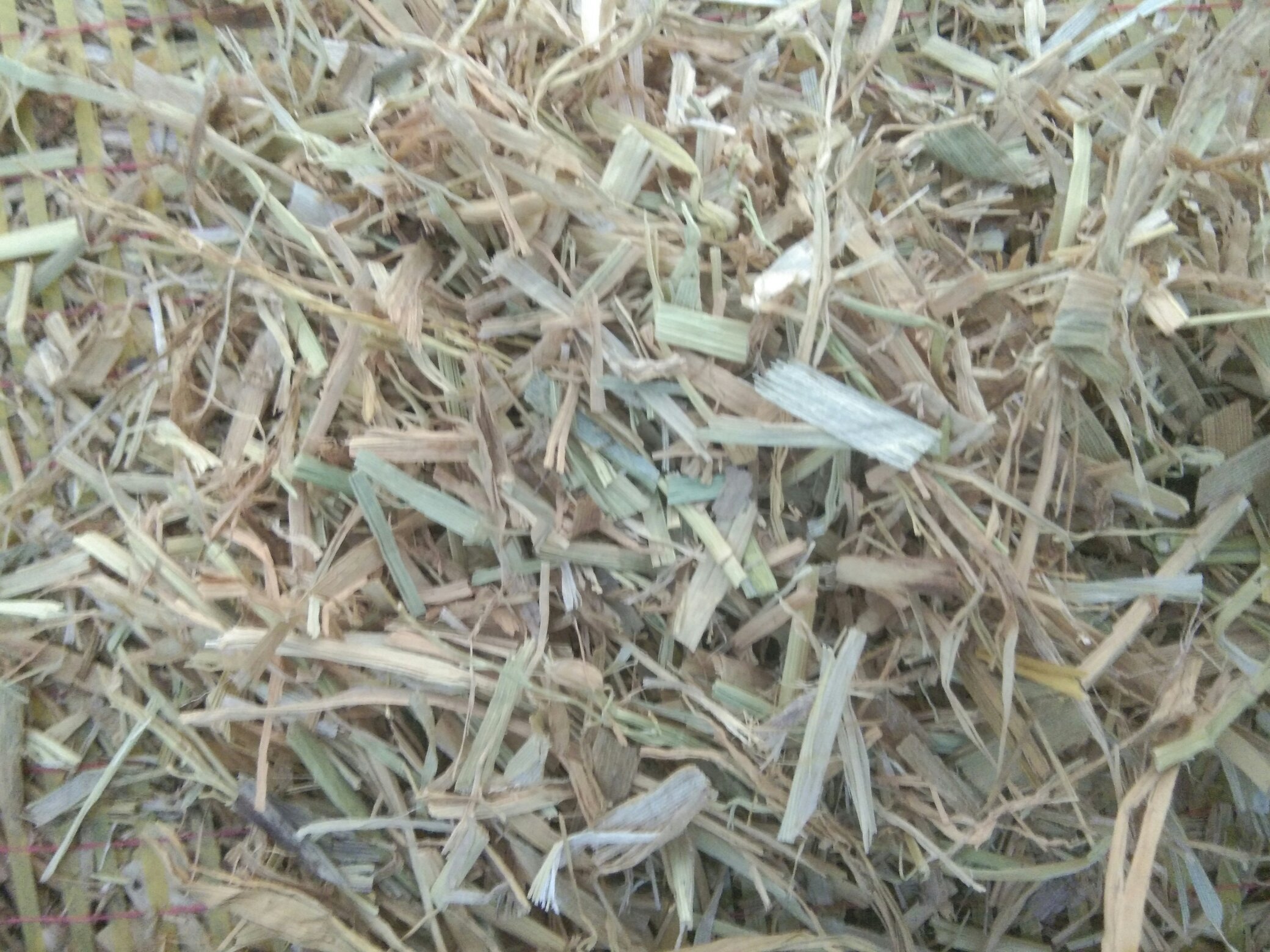 冬小麦田间杂草种类展示图,包含野燕麦、荠菜、播娘蒿等常见杂草 冬小麦田间杂草种类