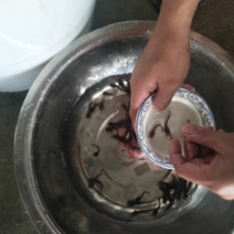 塘角塘虱鱼苗