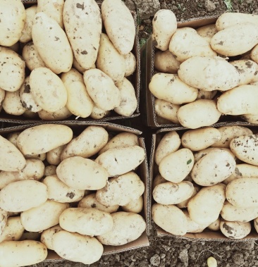 荷兰十五精品大朋黄心土豆颜色超亮个大体形好