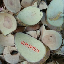 山杜仲