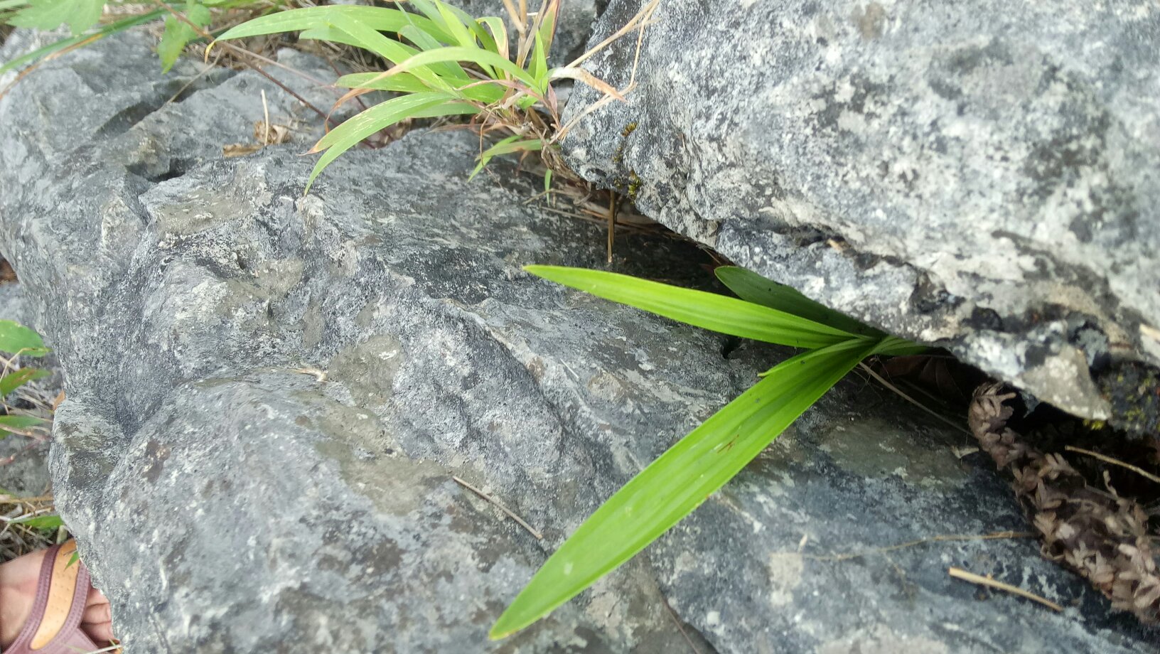 白皮松生长在山地岩石缝隙中,展现出顽强的生命力 白皮松在山地环境中的生长状态
