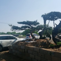造型松，低价造型松