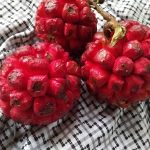 南五味子苗（黑老虎）
