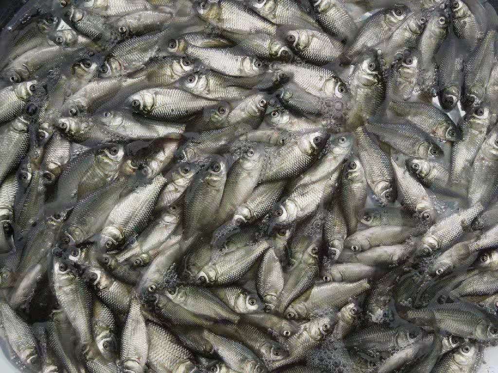 两名技术人员正在池塘边进行虾苗和罗非鱼苗的同步放养操作,一人手持虾苗袋缓慢倒入水中,另一人用抄网检查鱼苗状态,背景有充氧设备和运输泡沫箱,天气晴朗,水面反光清晰 虾苗与鱼苗放养现场图