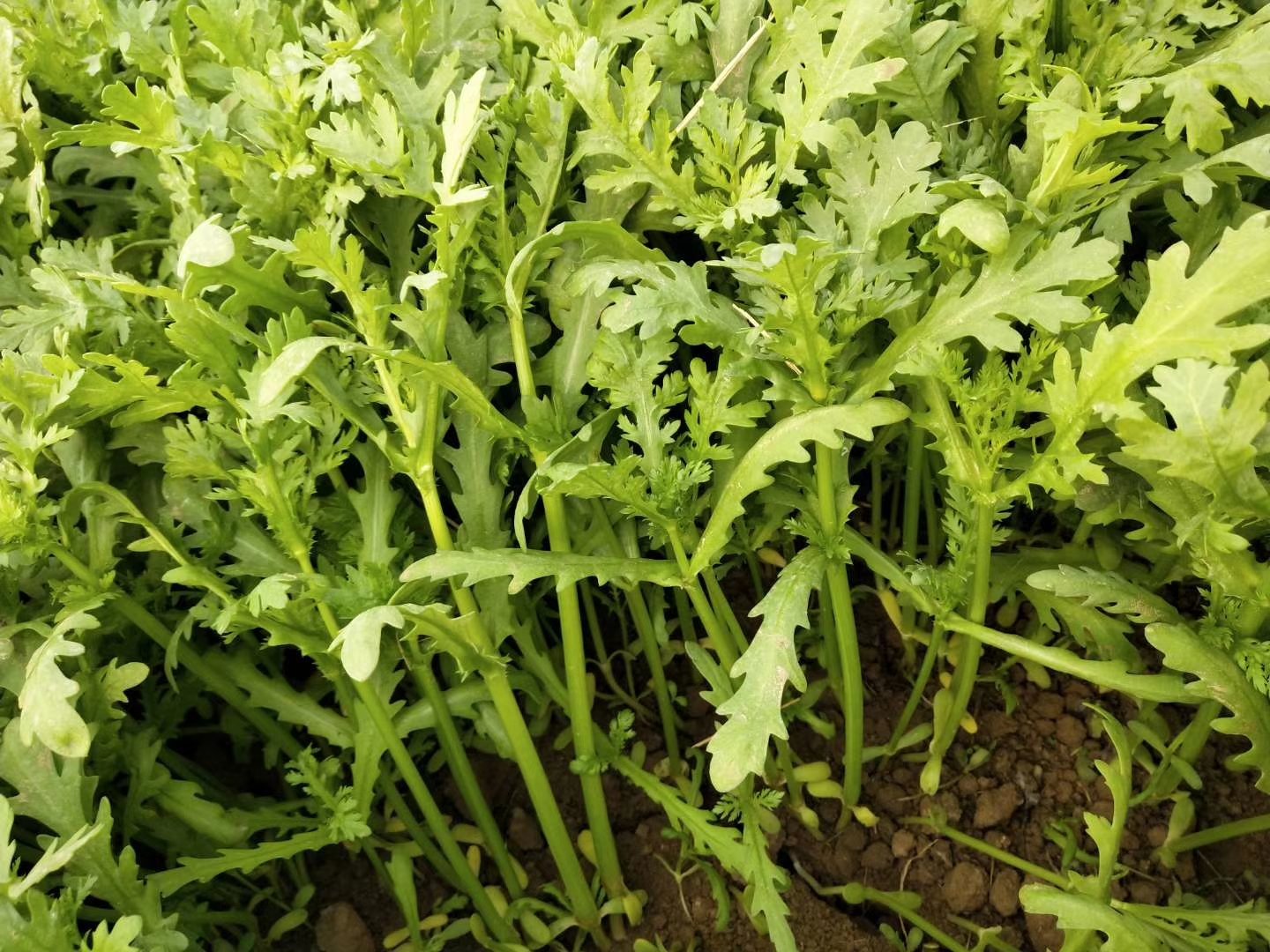 对比图：茼蒿与相似野草
