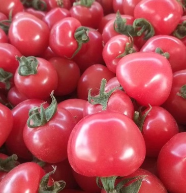 [千禧圣女果批发]千禧贝贝圣女果价格1.00元/斤 - 一亩田