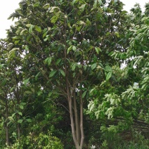 枇杷树