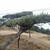 造型松