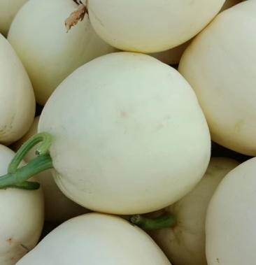 [甜瓜批发]甜瓜价格2.00元/斤 - 一亩田