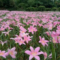 红花葱兰韭兰种球花卉盆栽植物根茎红花葱兰风雨兰扁叶韭菜兰