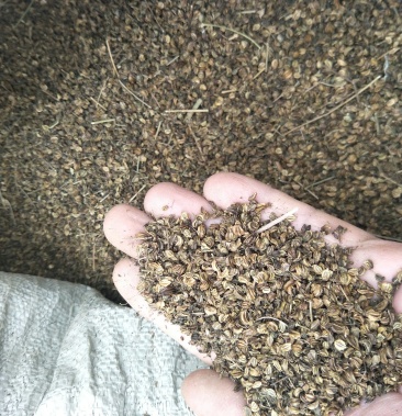 2020年产新纯新的羌活种子