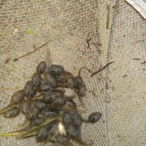 青蛙，蝌蚪出售。