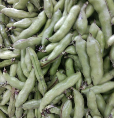 [蚕豆批发]精品日本寸豆,籽粒饱满 ,颜色绿,个头大 质量很好,价格1.