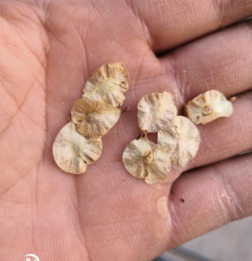 榆钱榆树种子白榆种子