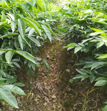 广西山黄皮树苗黄皮嫁接苗