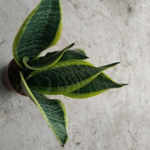 小金边虎皮兰