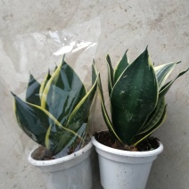 荷花兰不包邮