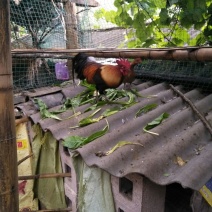 圆鸡，活体，