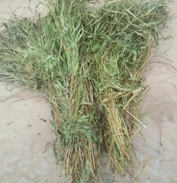 纯野生有根无根凤尾草