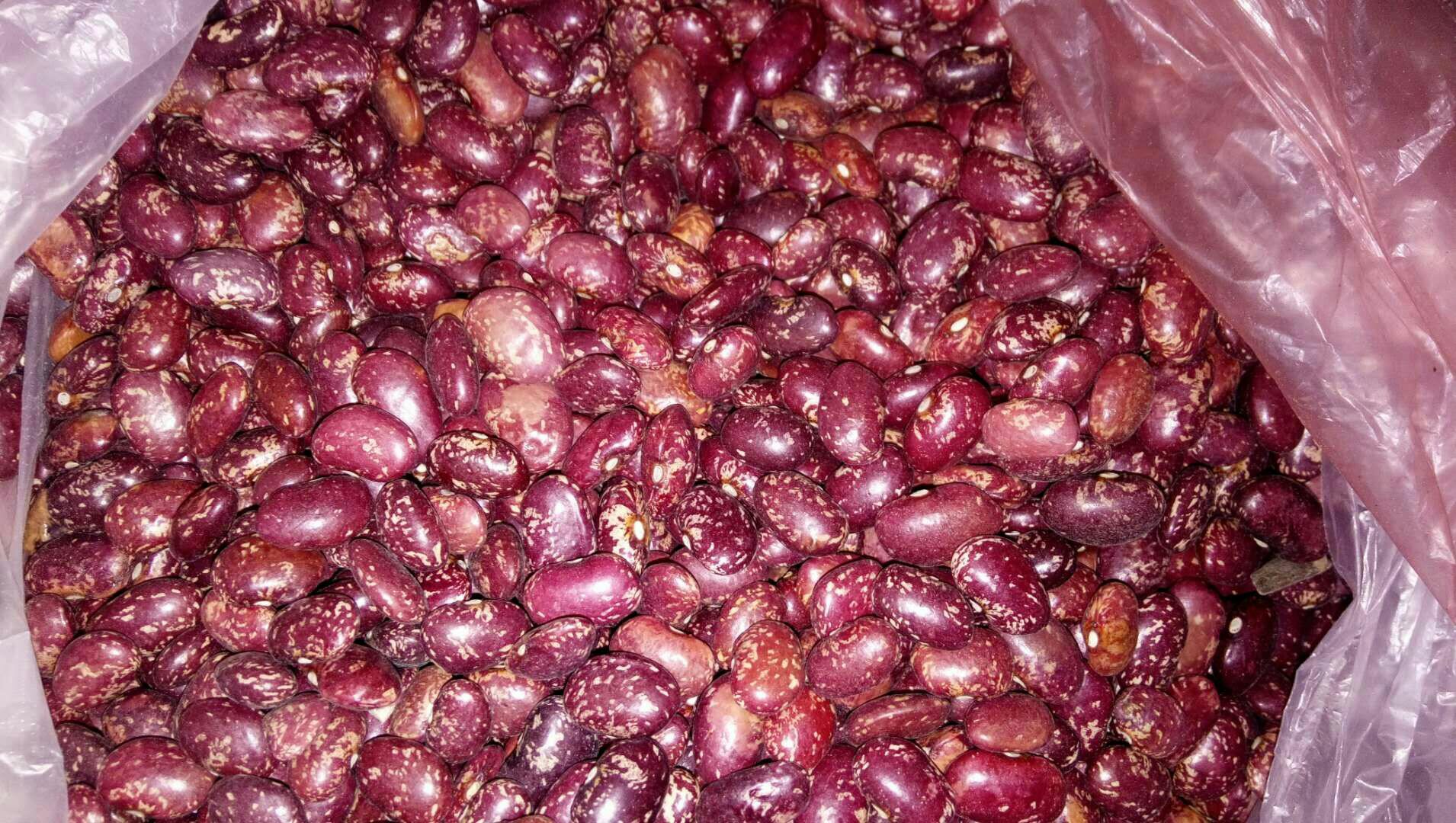 红扁豆清洗与浸泡过程